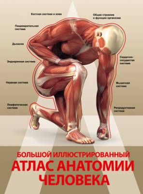 Большой иллюстрированный атлас анатомии человека. Анна Спектор